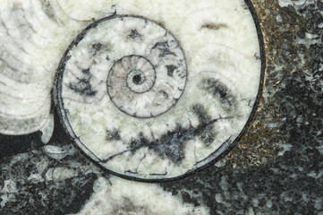 Close-up of ancient spiral fossil with detailed textures