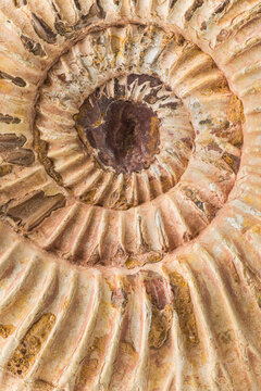 Close-up of a detailed spiral ammonite fossil pattern