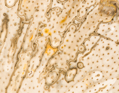 Close-up of Intricate Fossil Patterns in Sedimentary Rock