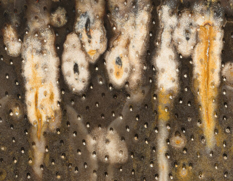 Organic patterns in a textured fossil surface abstraction