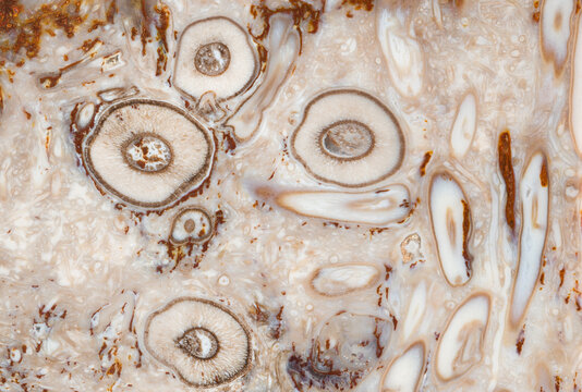 Close-up of fossilized textures and natural patterns