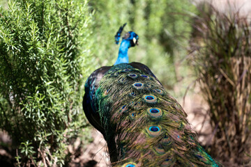 Obraz premium Peacock with blue and green plumage walking free in the park seen from behind. Male peacock. Domestic farm bird. Wild bird.