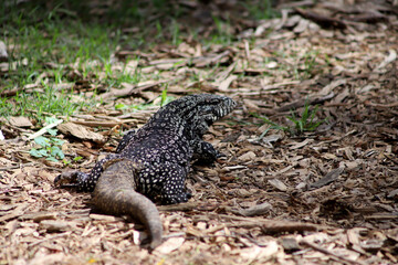 
Monkey lizard walking in the park. Animal of the Teiidae family. Omnivorous reptile.