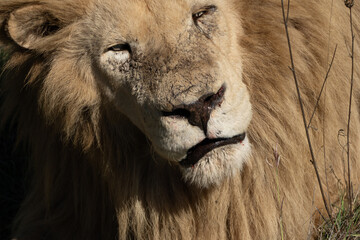 Lion Closeup Portrait Wildlife - Close-up portrait of a majestic white lion in its natural habitat.