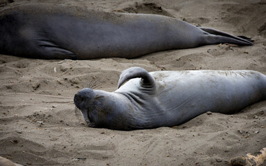 Wildlife scene at Elephant Seal Vista Point, San Simeon, California