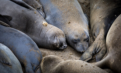 Fototapeta premium Wildlife scene at Elephant Seal Vista Point, San Simeon, California