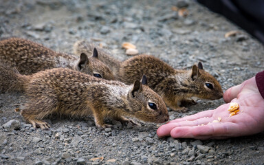 Closeup of chipmunks feeding from human hand, San Simeon, California