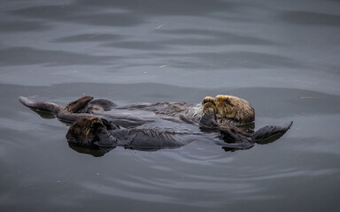 Obraz premium Closeup of an Otter swimming and relaxing, Morro Bay, California