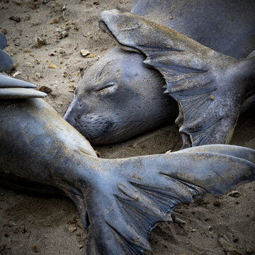 Wildlife scene at Elephant Seal Vista Point, San Simeon, California