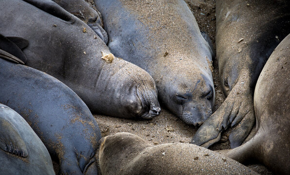 Wildlife scene at Elephant Seal Vista Point, San Simeon, California