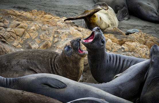 Wildlife scene at Elephant Seal Vista Point, San Simeon, California