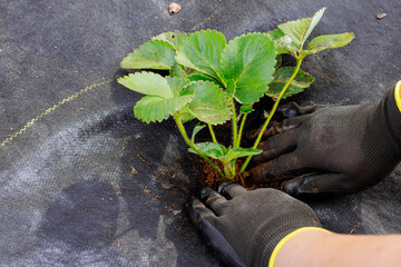 Woman plants strawberry seedlings in prepared bed of soil in garden