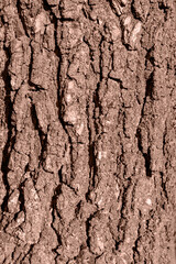 Tree bark texture background. Demonstrating color of 2025 year mocha mousse