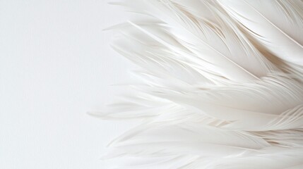 Obraz premium Soft white feathers on a white background.