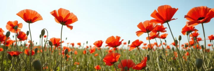 Obraz premium Vibrant red poppy flowers blooming in a field on a sunny day, patriotism, memory