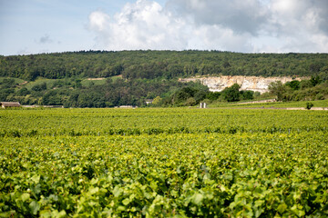 Vineyards around Puligny-Montrachet village, Burgundy, France. High quality white dry wine making...