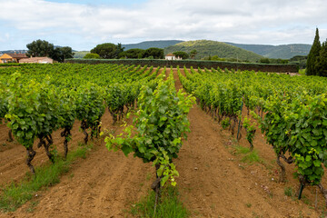 Rows of wine grapes plants on vineyards in south of France near Saint-Tropez and Gassin, rose wine making