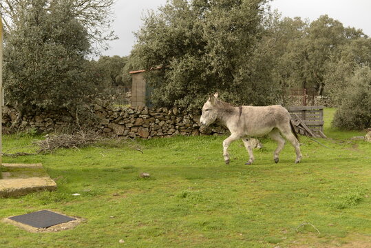 Burro trotando en el campo.