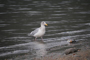 Fototapeta premium Seagull at Kilby Park Campground during a fall season in Harrison Mills, British Columbia, Canada