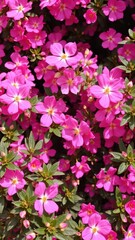 Beautiful pink flowers in full bloom creating a stunning background, plants