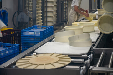 Fruitiere french cheese production farm, morning works making of wheels, rounds of Comte cheese from raw cow milk, Franche-Comte, Jura, France