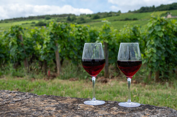 Tasting of red pinot noir wine on grand cru vineyards with cross and stone walls in Cote de nuits, making of famous red and white Burgundy wine in Burgundy region, Vosne-Romanee village