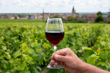 Drinking of red pinot noir wine on grand cru vineyards with cross and stone walls in Cote de nuits, making of famous red and white Burgundy wine in Burgundy region, Vosne-Romanee village