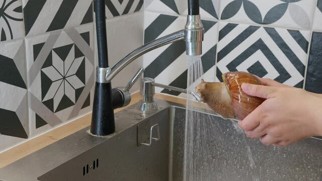 The Large Snail Achatina bathes and drinking under running water from the tap at home. Giant African Land Snail Achatina fulica pet