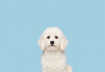 Obraz premium white poodle puppy