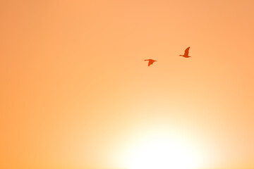 Silhouetted geese soar against a pale orange sunset sky.  Peaceful avian silhouettes.