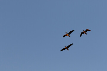 Three geese soar against a clear, light-blue sky.  Birds in flight.  Clear weather.
