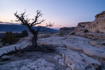 A lone tree stands in a barren desert landscape