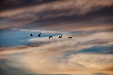Silhouetted geese soar through a colorful, layered sky.  A tranquil scene of birds in flight.