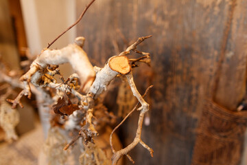 Close-up of a bonsai tree's branches, showcasing intricate textures and muted tones.  Dried leaves are visible.