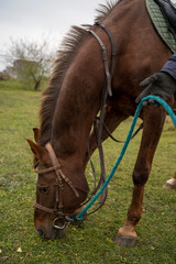 Fototapeta premium brown horse sits in nature