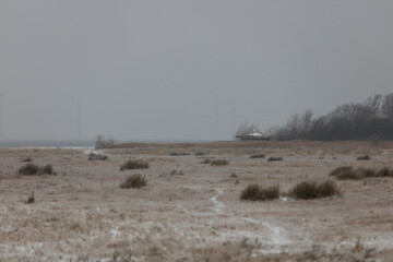 A muted, overcast landscape of a field with sparse vegetation, a small, low structure, and distant trees.  Wintery, hazy conditions.