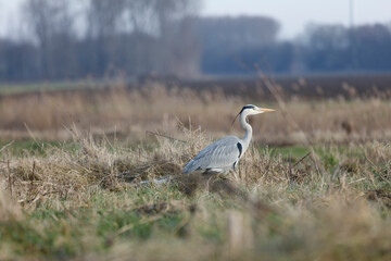 Grey heron stands amidst tall grass in a field.  Blurred background suggests a rural setting.