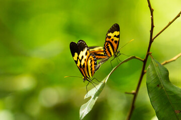 Obraz premium Close up em duas borboletas se acasalando empoleiradas em uma folha.
