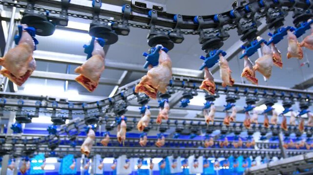 Poultry quarters are transported by the conveyor belt. Low angle view at the meat at food factory.