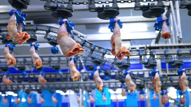 Parts of the chicken meat transported by the conveyor belt at the poultry factory. Food enterprise business. Low angle view.