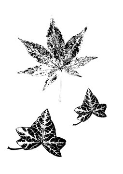 vecteur de feuilles diff&eacute;rentes, feuille de lierre, et feuille d'&eacute;rable japonais &agrave; l'automne, png, images vectorielles
