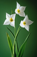 Fototapeta premium The flowers are arranged in a triangular formation