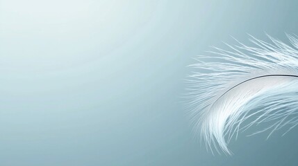 Single white feather on soft blue background.