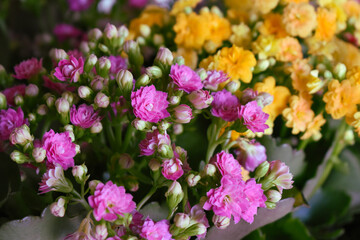 pink and yellow flowers