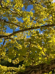 黄色く彩る銀杏の葉