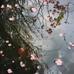 Puddles reflecting the sky during a spring rain