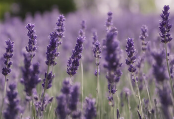 Fototapeta premium Collection of lavenders isolated on transparent or white background