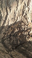 A close-up of a tree trunk showing its rough, thick texture