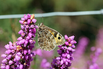 Grayling butterfly on pink bell heather flowers in close up