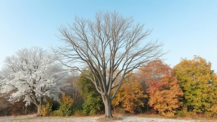 Obraz premium Barren tree standing alone in changing seasons with snow, blossoms, green leaves, and autumn foliage, autumn foliage, changing seasons
